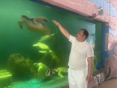-广东惠东海龟国家级自然保护区