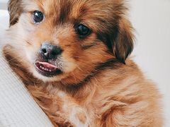 -瑞派·关忠动物医院·猫专科·犬专科(三环新城店)