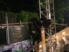 -清迈夜间动物园