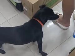 -汪小喵宠物·戴维斯乐芳希施宠馨宝皮毛调理洗护店