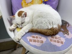 -纳吉亚猫专科动物医院·北北分院