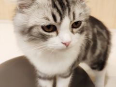 -飞行喵MR PILOT|猫舍·猫咖(静安大融城店)