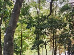 -深圳仙湖植物园