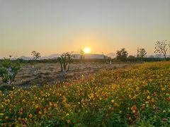 -三垟湿地