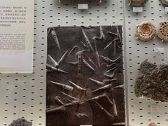 -浙江自然博物院(杭州馆)