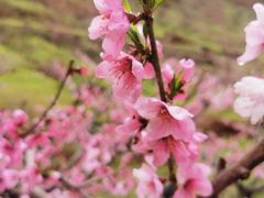 -河口景区
