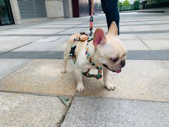 -momokira米努特·德文卷毛猫·棉花面纱犬