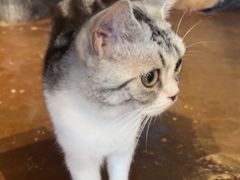 -猫猫幼稚园·撸猫·桌游·电玩