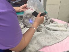 -北京观赏动物医院·24小时大型综合·猫专科·异宠专科