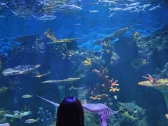 -华夏文旅海洋公园