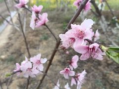 -空港花田景区