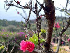 -南国桃园旅游度假区