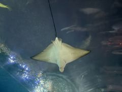 -海棠湾洲际-涛·海底餐厅·美人鱼·自助餐·海底隧道