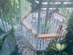 -Rainforest