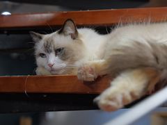 -豆逗聊愈猫阁Easy Life