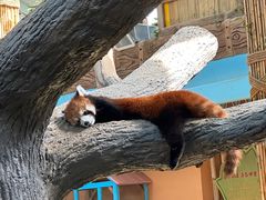 -石家庄市动物园