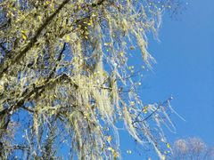 -叠溪松坪沟景区