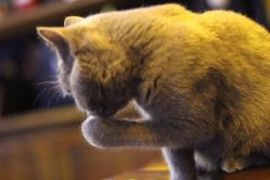 -飛凡TATTOO纹身•原创