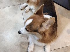 -汪说·狗咖(旺城大厦店)