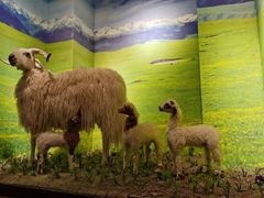 -清真·益鑫羊肉手抓馆(花园北街店)