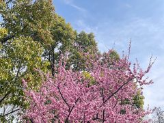 -上海滨江森林公园