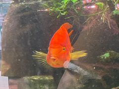 -凯德广场(学府店)