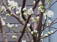 -双季花艺园艺市场(浦东店)