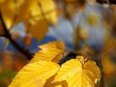 -硗碛藏寨·神木垒景区