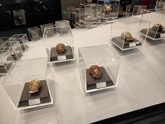 -北京周口店北京人遗址博物馆