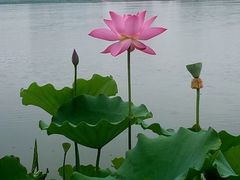 -莲花池公园