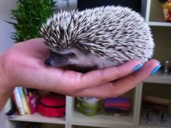 picture-吃饼人西餐(南开店)