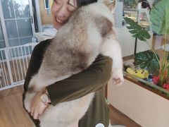 -Husky Go! 哈士奇体验馆·宠物咖啡厅狗咖