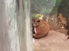 -正佳雨林生态植物园