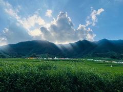 -龙坞茶村