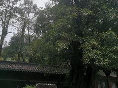 -九曲溪