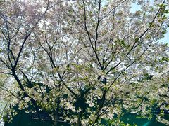 -徐家汇源景区-衡山公园