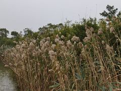 -棕榈滩海景高尔夫俱乐部