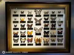 -上海昆虫博物馆