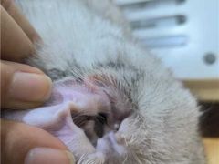 -瑞鹏宠物医院·夜间急症·心超·猫科(祖庙分店)