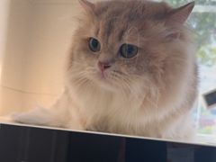 -北京观赏动物医院·24小时大型综合·猫专科·异宠专科