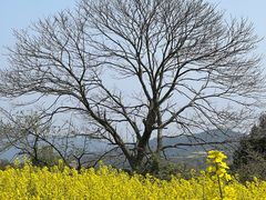 -桑洲油菜花景区