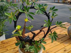 -龙大花卉苗木市场