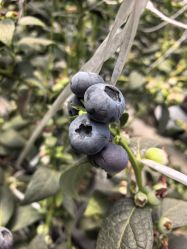 -蓝呗呗蓝莓草莓采摘园(通州区马驹桥店)