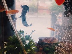 -粉家柳州螺蛳粉(杨宅路店)