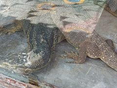 -昆明动物园