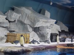 -海合安武汉极地海洋公园