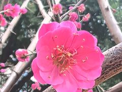 -龙头寺公园