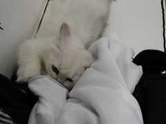 -白夜2D咖啡馆
