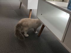 -爱妮康宠物医院·干细胞免疫细胞·肿瘤·心脏(张江店)