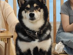 -柴迷FANS CLUB·柴犬狗咖·猫咖